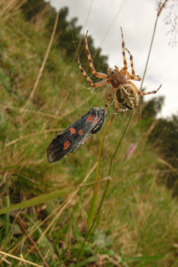 Aculepeira con preda
